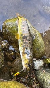 Brown Trout