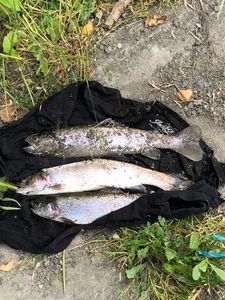Rainbow Trout