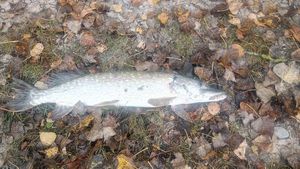 Northern Pike