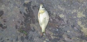 Common Carp