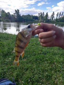 European Perch