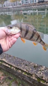 European Perch