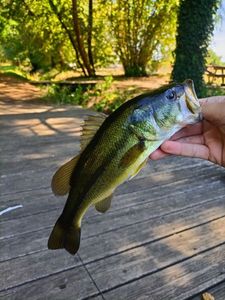 Largemouth Bass