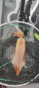 European Squid