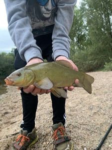 Tench