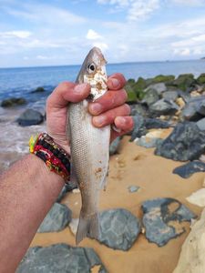 European Bass (Seabass)