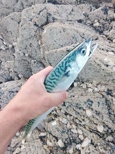 Mackerel
