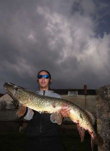 Northern Pike