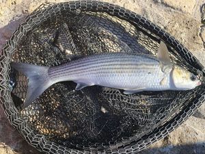 Thicklip Grey Mullet