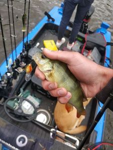 European Perch