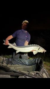 Danube Sturgeon