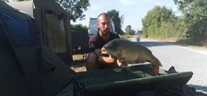 Common Carp