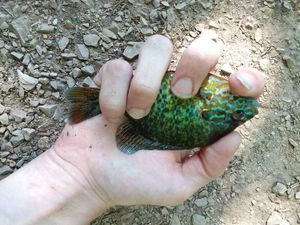 Green Sunfish