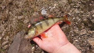 European Perch