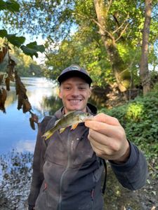 European Perch
