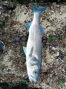 European Bass (Seabass)