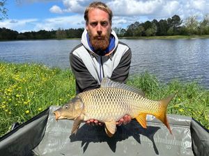 Common Carp
