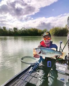 Largemouth Bass