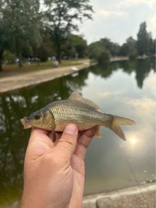 Common Carp