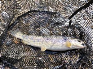 Brown Trout