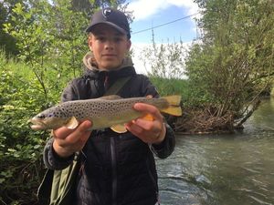 Brown Trout
