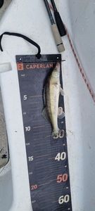 Zander
