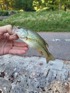 Largemouth Bass