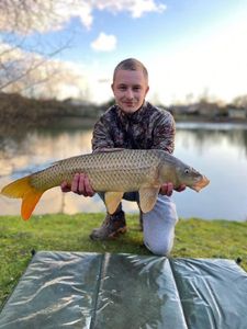 Common Carp