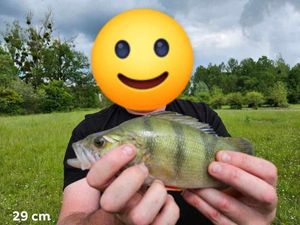 European Perch