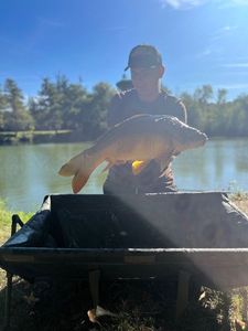Mirror Carp