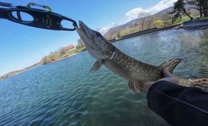 Northern Pike