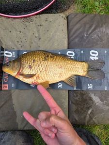 Crucian Carp