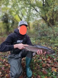 Rainbow Trout