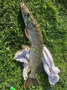 Chain Pickerel