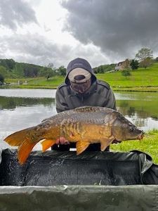 Mirror Carp