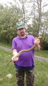 European Eel (Common Eel)