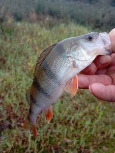 European Perch