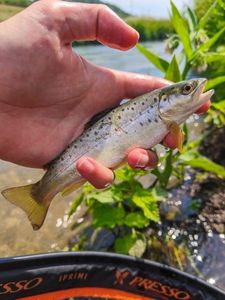 Brown Trout