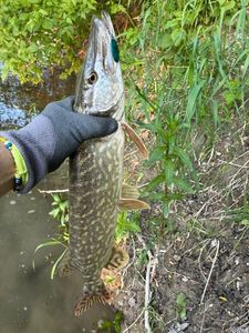 Northern Pike
