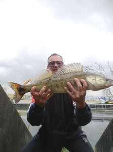 Zander