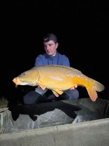 Mirror Carp