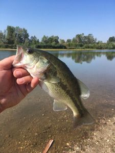 Largemouth Bass