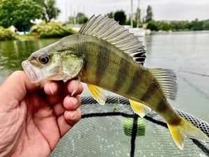 European Perch