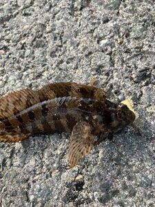 Ringneck Blenny