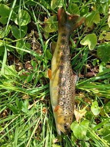 Brown Trout