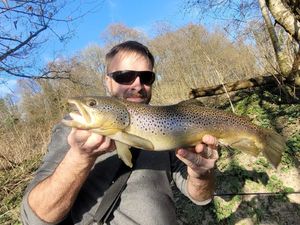 Brown Trout