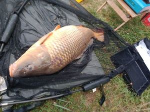Common Carp
