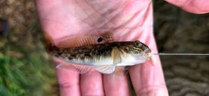 Round Goby