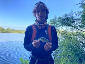 European Perch