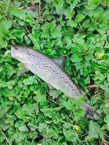 Brown Trout